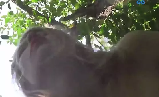 Erotic Tree Encounter Tantalizing Fingering Adventure
